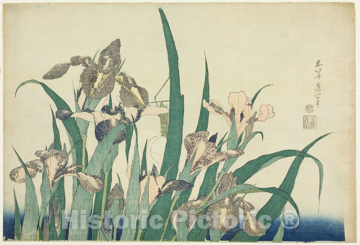 Art Print : Iris and Grasshopper, from an untitled series of large flowers, Katsushika Hokusai, c 1861, Vintage Wall Decor :