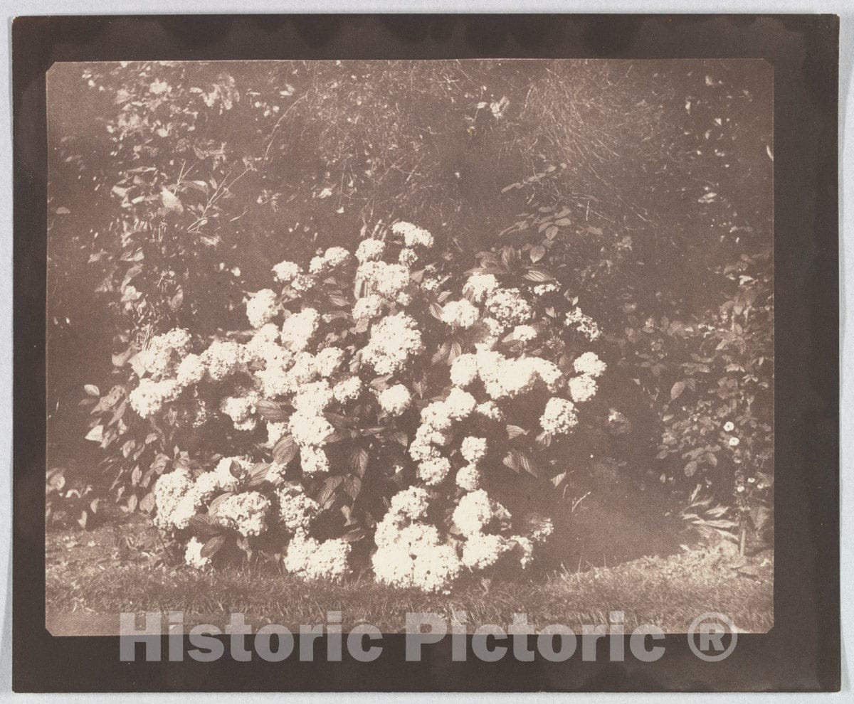Photo Print : William Henry Fox Talbot - A Bush of Hydrangea in Flower : Vintage Wall Art