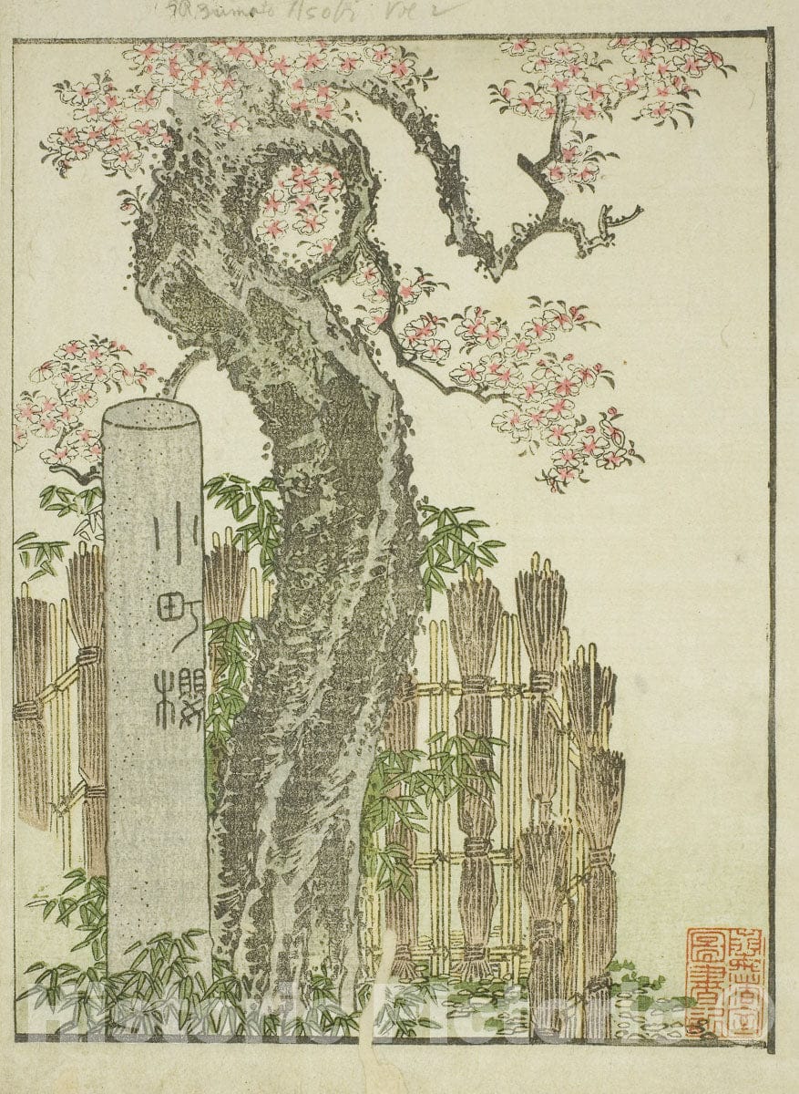Art Print : Komachi Cherry Tree (Komachi zakura), Katsushika Hokusai, c 1795, Vintage Wall Decor :
