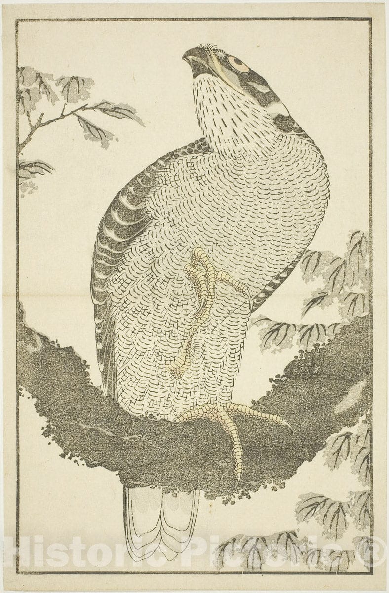 Dragable Image