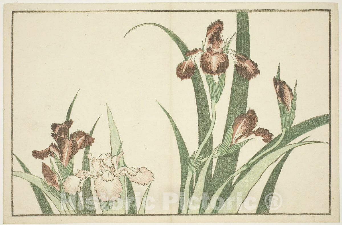 Art Print : Iris, from The Picture Book of Realistic Paintings of Hokusai (Hokusai shashin gafu), Katsushika Hokusai, c 1825, Vintage Wall Decor :