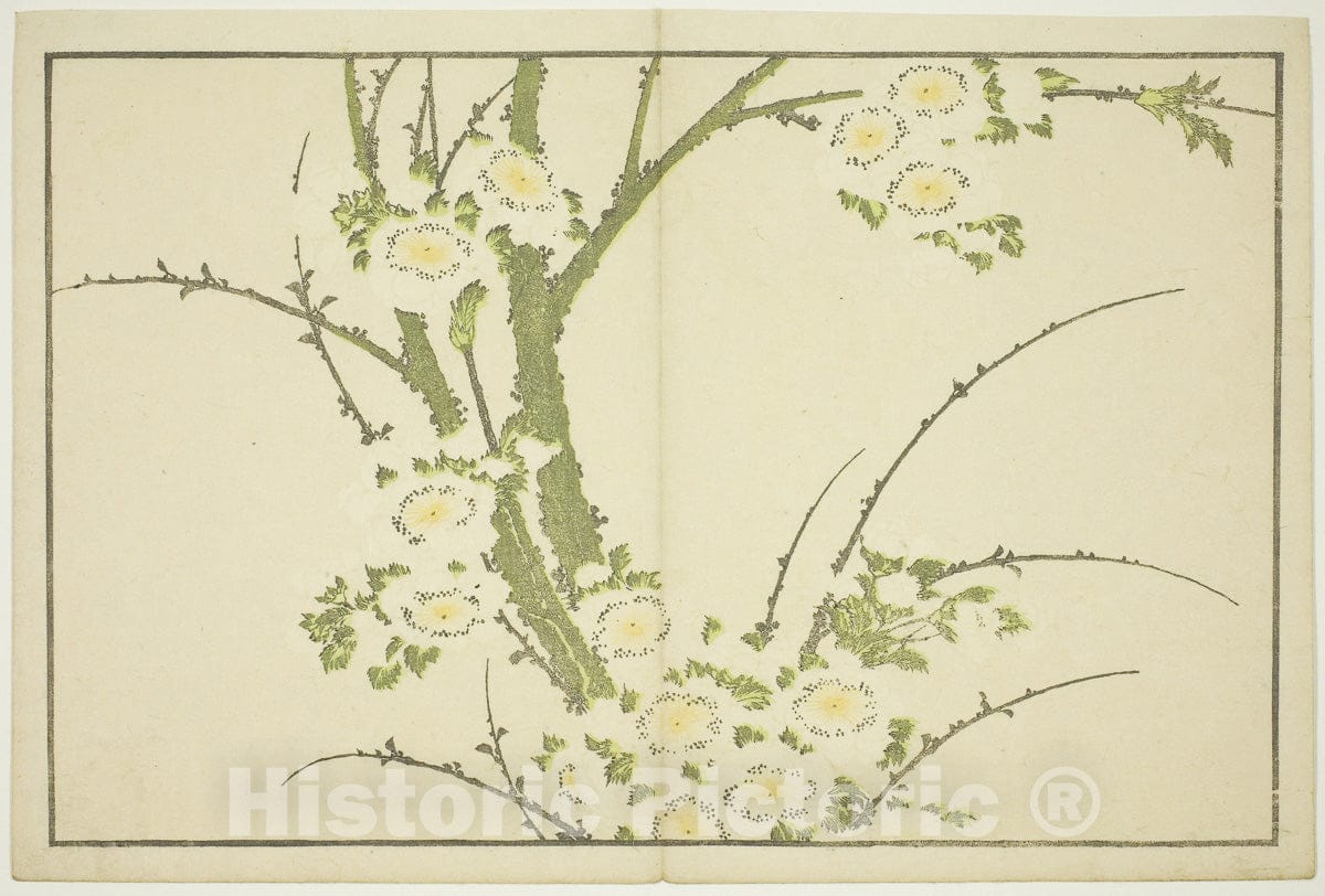 Art Print : Flowers, from The Picture Book of Realistic Paintings of Hokusai (Hokusai shashin gafu), Katsushika Hokusai, c 1825, Vintage Wall Decor :