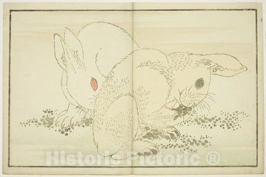 Art Print : Two Rabbits, from The Picture Book of Realistic Paintings of Hokusai (Hokusai shashin gafu), Katsushika Hokusai, c 1810, Vintage Wall Decor :
