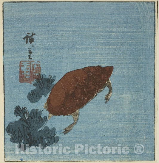 Art Print : Turtle, Utagawa Hiroshige, c 1852, Vintage Wall Decor :