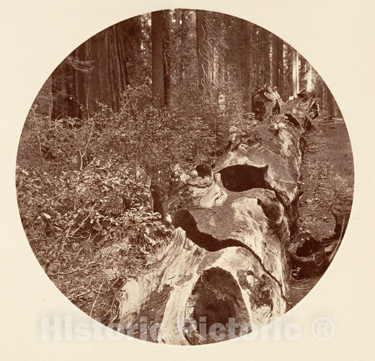 Photo Print : Carleton E. Watkins - Auld Reckie - C. Grove : Vintage Wall Art