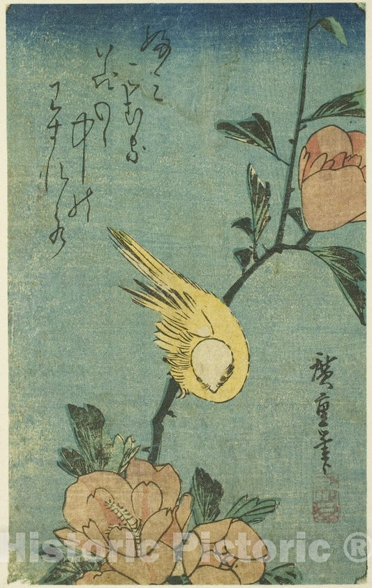 Art Print : Yellow bird and hibiscus, Utagawa Hiroshige, c 1830, Vintage Wall Decor :