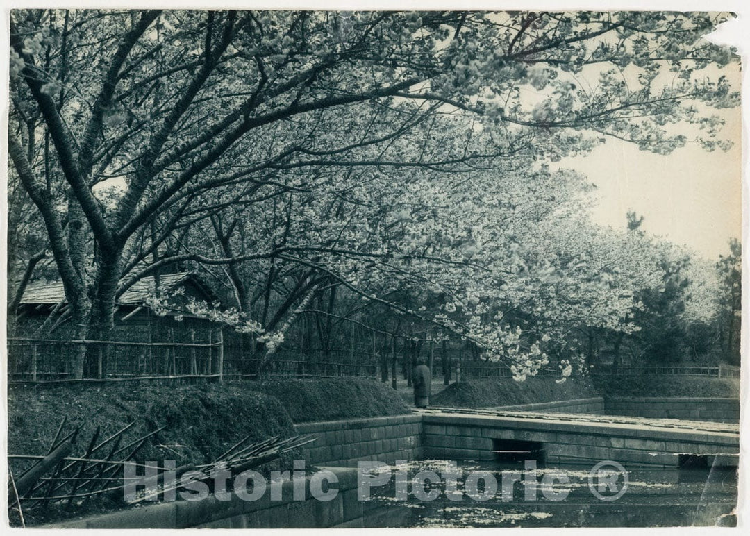 Photo Print : Adolf de Meyer - Cherry Trees Along a Canal : Vintage Wall Art