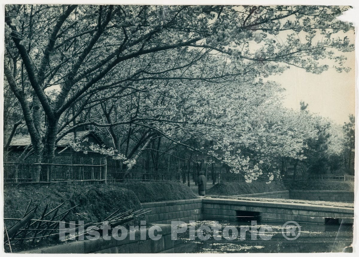 Photo Print : Adolf de Meyer - Cherry Trees Along a Canal : Vintage Wall Art