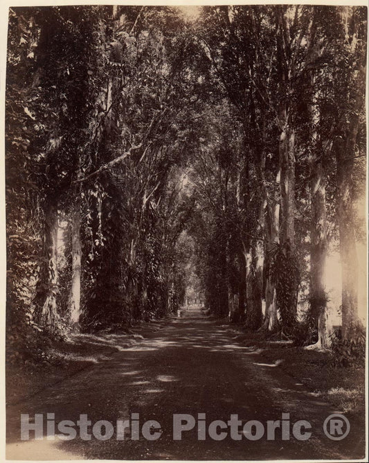 Photo Print : Buitenzorg Allie, Java : Vintage Wall Art