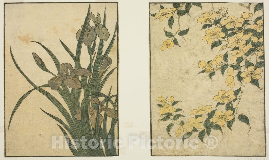 Art Print : Kerria and Iris, from Picture Book: Flowers of the Four Seasons, Kitagawa Utamaro, c 1789, Vintage Wall Decor :