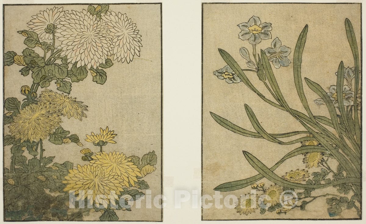 Art Print : Chrysanthemum and Narcissus, from Picture Book: Flowers of the Four Seasons, Kitagawa Utamaro, c 1842, Vintage Wall Decor :