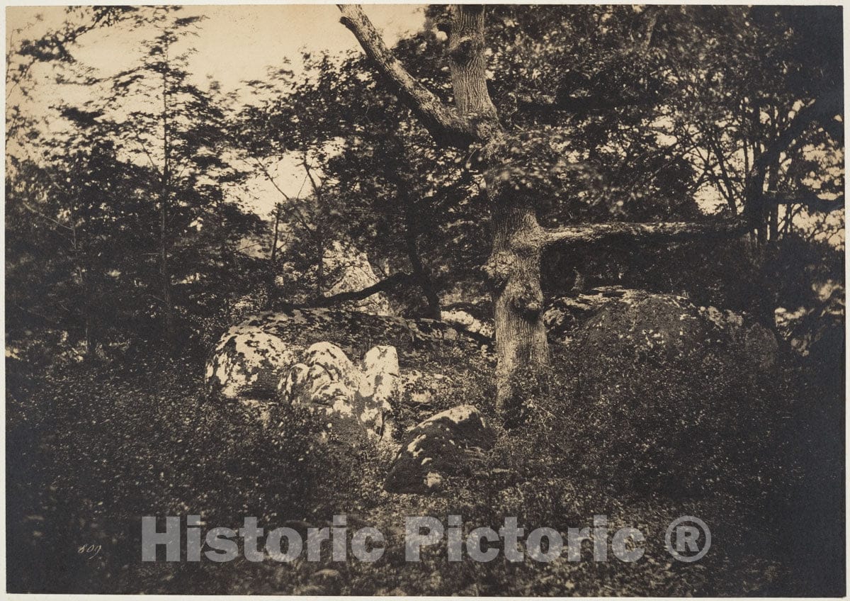 Photo Print : Gustave Le Gray - Chêne Dans les rochers à Fontainebleau : Vintage Wall Art