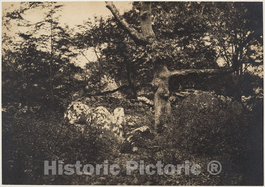 Photo Print : Gustave Le Gray - Chêne Dans les rochers à Fontainebleau : Vintage Wall Art