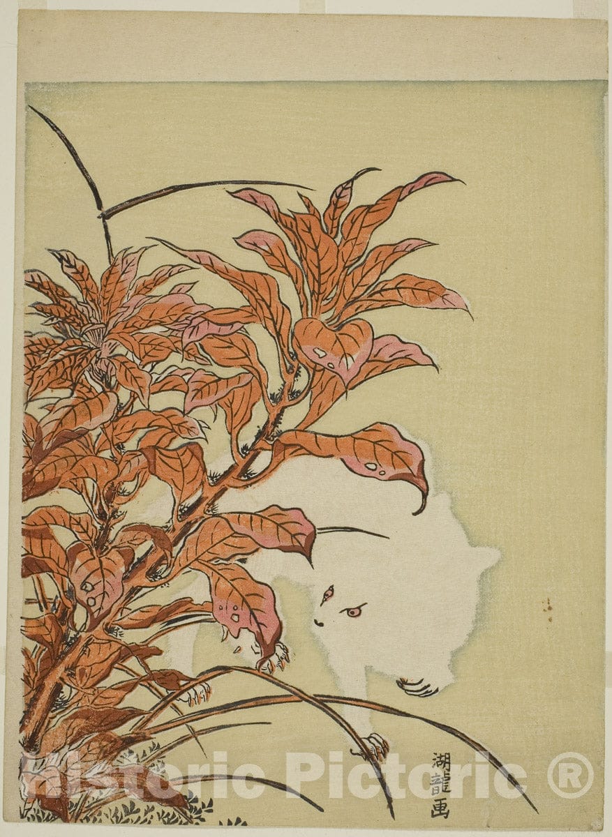 Art Print : White Rabbit and Amaranth, Isoda Koryusai, c 1783, Vintage Wall Decor :