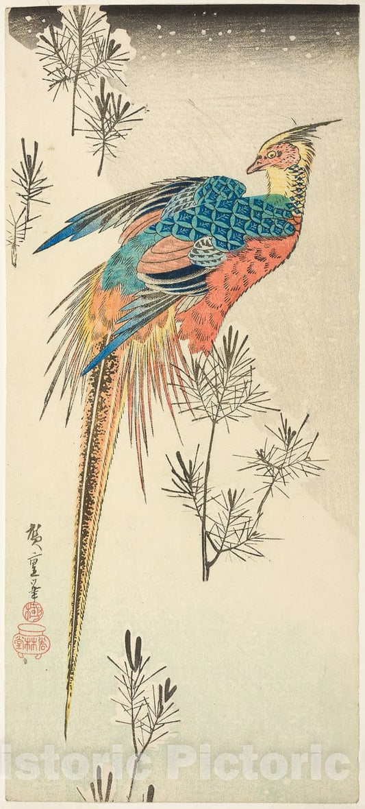 Art Print : A Golden Pheasant Perched on a Steep Snowy Hillside amid Small Pine Saplings, Utagawa Hiroshige, c 1770, Vintage Wall Decor :