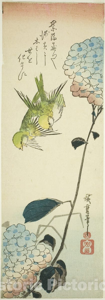 Art Print : Green birds and hydrangeas, Utagawa Hiroshige, c 1837, Vintage Wall Decor :