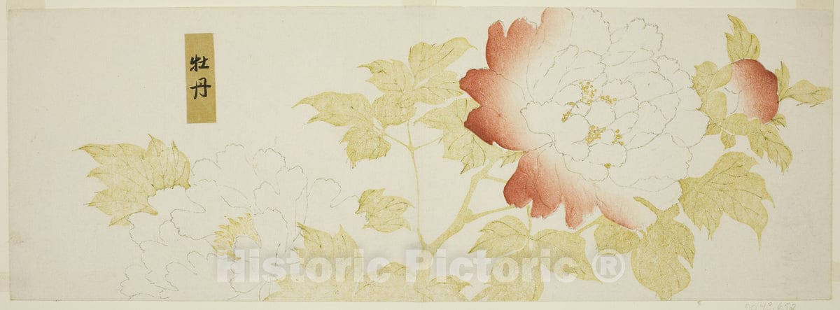 Art Print : Peonies, Kitagawa Utamaro, c 1809, Vintage Wall Decor :