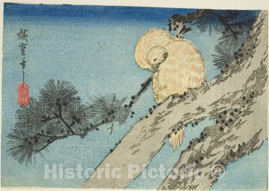 Art Print : Owl on pine branch, Utagawa Hiroshige, c 1830, Vintage Wall Decor :