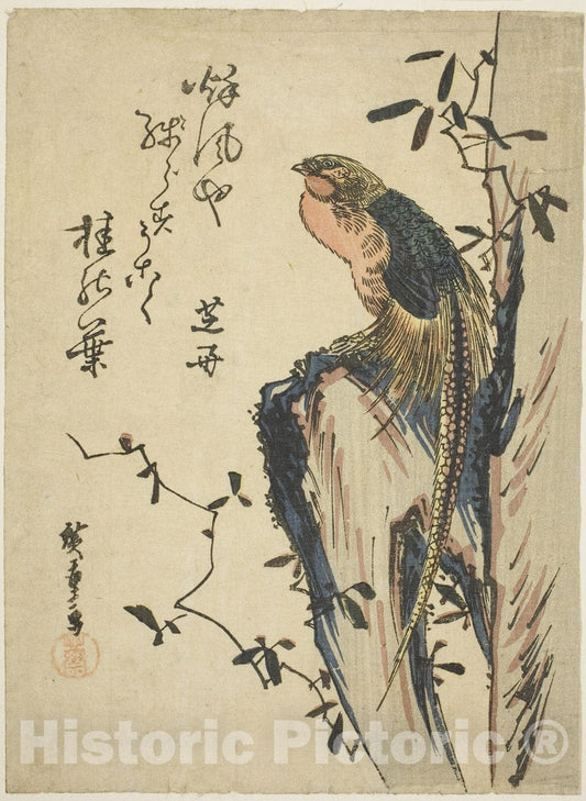 Art Print : Golden pheasant, Utagawa Hiroshige, c 1830, Vintage Wall Decor :