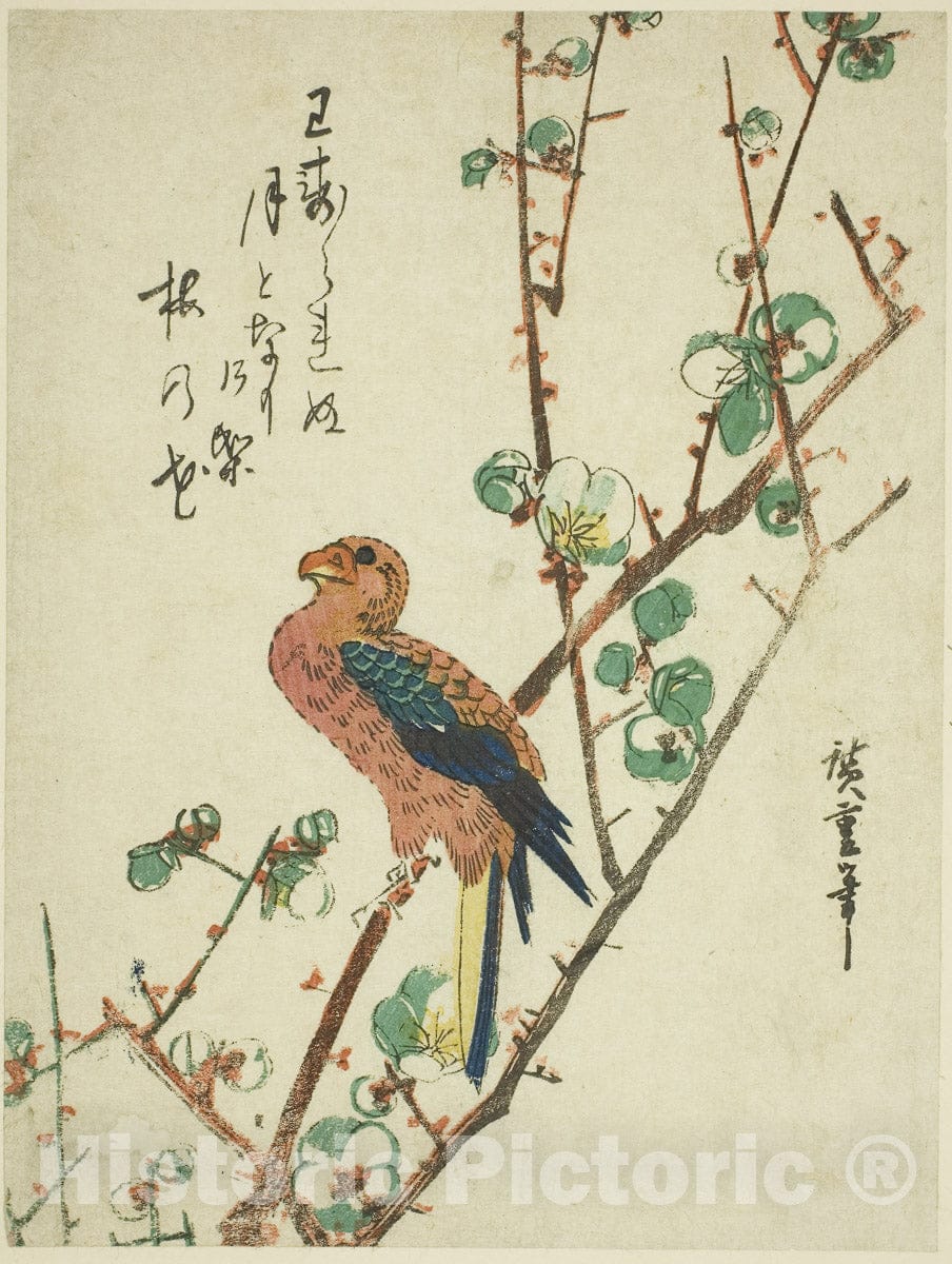 Art Print : Parrot on plum tree, Utagawa Hiroshige, c 1830, Vintage Wall Decor :