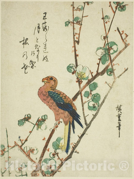 Art Print : Parrot on plum tree, Utagawa Hiroshige, c 1830, Vintage Wall Decor :