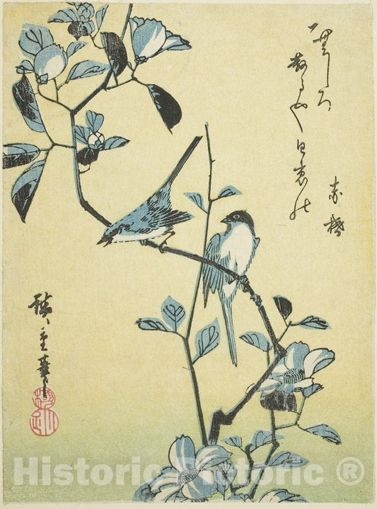 Art Print : Birds on camellia branch, Utagawa Hiroshige, c 1830, Vintage Wall Decor :