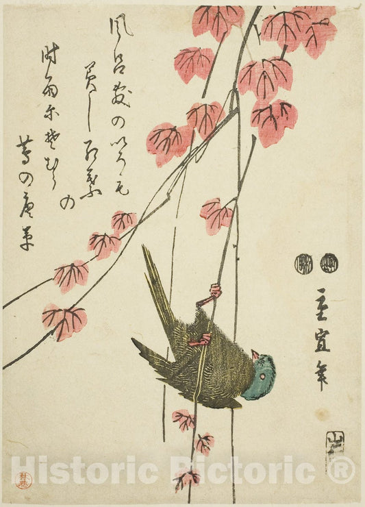 Art Print : Small bird and ivy, Utagawa Hiroshige II (Shigenobu), c 1845, Vintage Wall Decor :