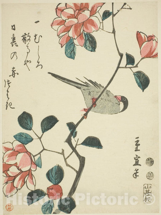 Art Print : Sparrow on camellia branch, Utagawa Hiroshige II (Shigenobu), c 1850, Vintage Wall Decor :
