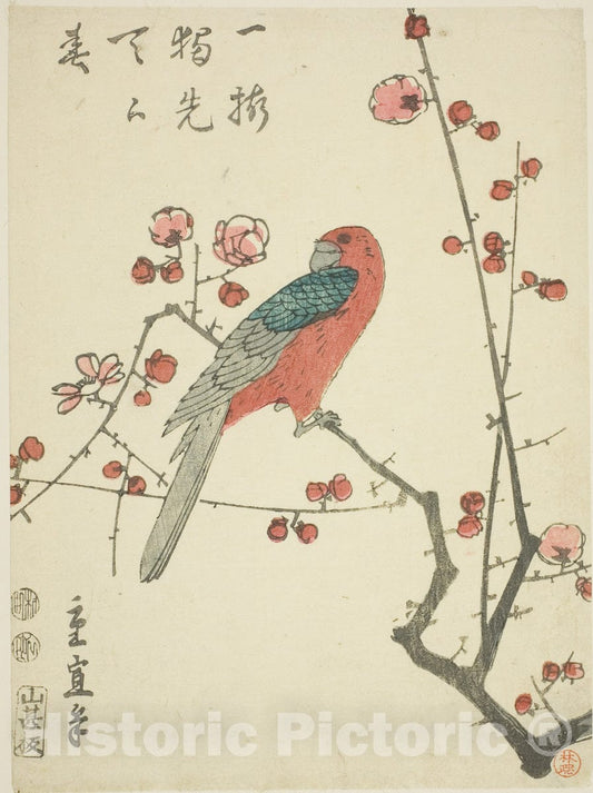 Art Print : Parrot on plum branch, Utagawa Hiroshige II (Shigenobu), c 1850, Vintage Wall Decor :
