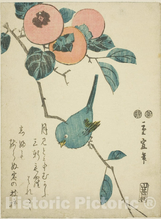 Art Print : Japanese white-eye and persimmons, Utagawa Hiroshige II (Shigenobu), c 1850, Vintage Wall Decor :