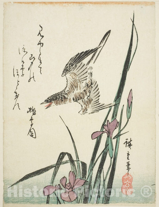 Art Print : Cuckoo flying over iris, Utagawa Hiroshige, c 1830, Vintage Wall Decor :