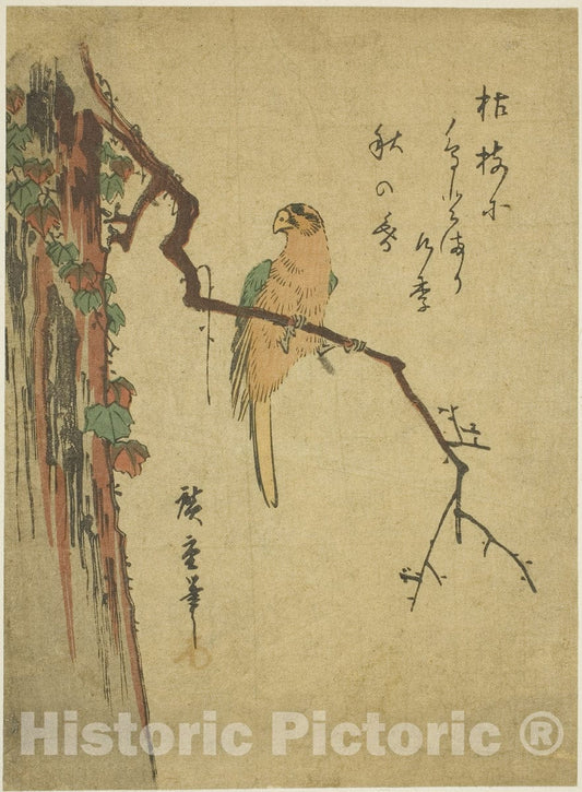 Art Print : Macaw on ivy-covered tree, Utagawa Hiroshige, c 1830, Vintage Wall Decor :
