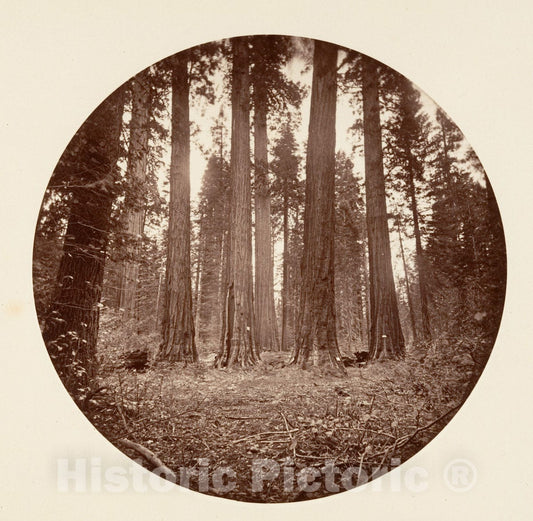 Photo Print : Carleton E. Watkins - James King of William. Keyston State etc. Calaveras Grove : Vintage Wall Art