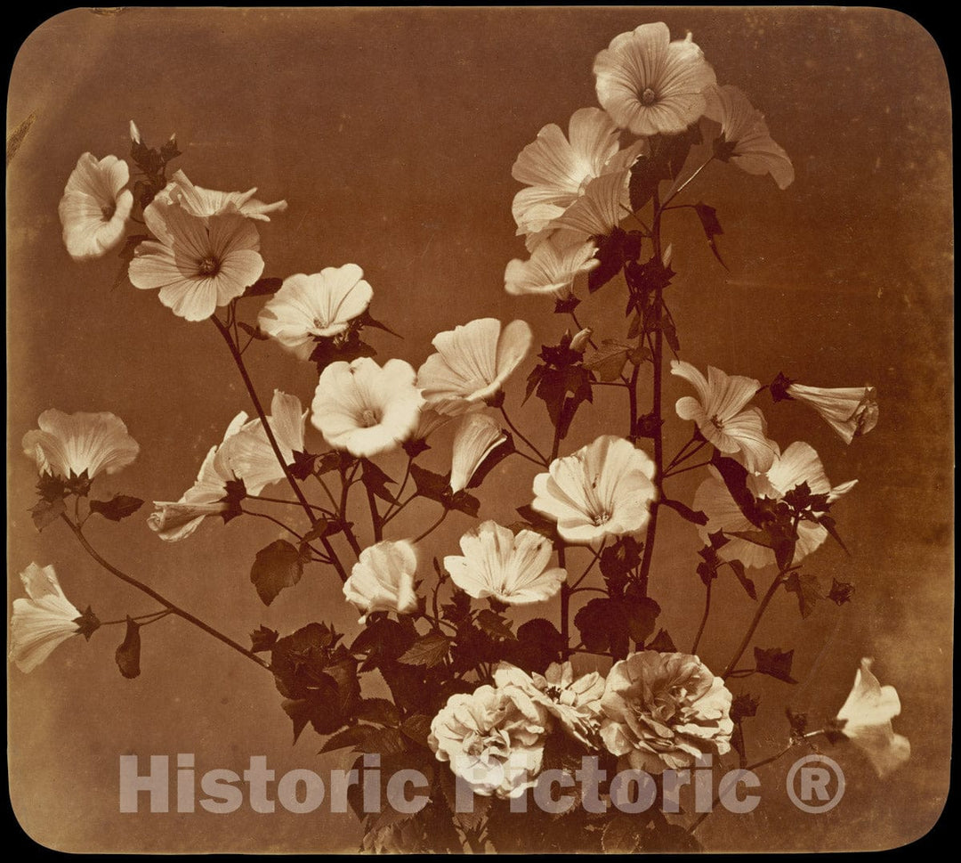 Photo Print : Adolphe Braun - Flower Study, Rose of Sharon : Vintage Wall Art