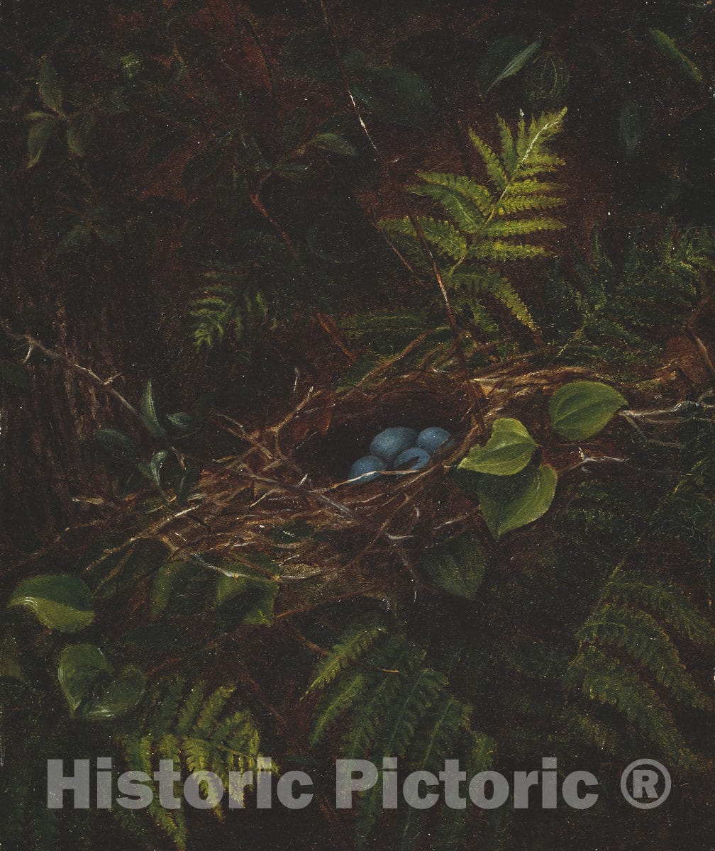 Art Print : Birds Nest and Ferns, Fidelia Bridges, c 1863, Vintage Wall Decor :