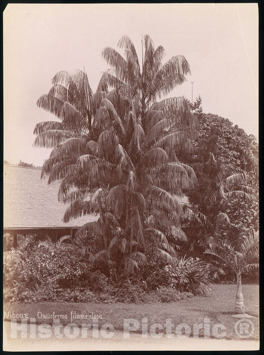 Photo Print : Botanical Garden 3 : Vintage Wall Art