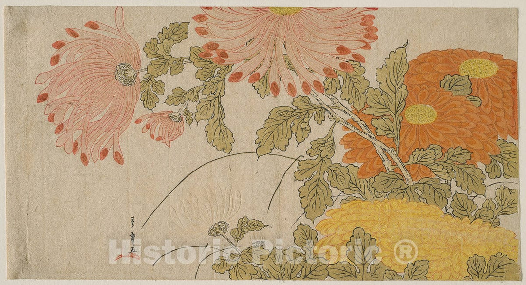 Art Print : Chrysanthemums, Katsukawa Shunsho, c 1782, Vintage Wall Decor :