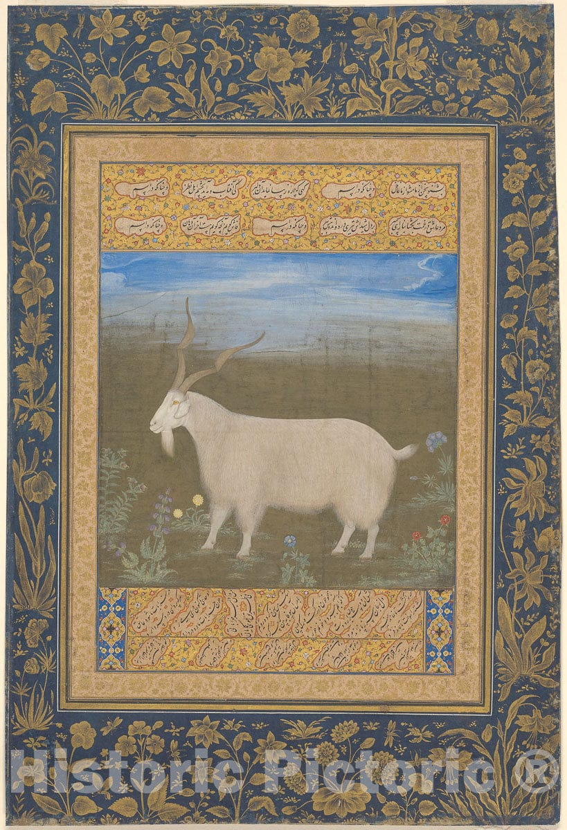 Art Print : Portrait of a Ladakhi Mountain Goat, c 1613, Vintage Wall Decor :