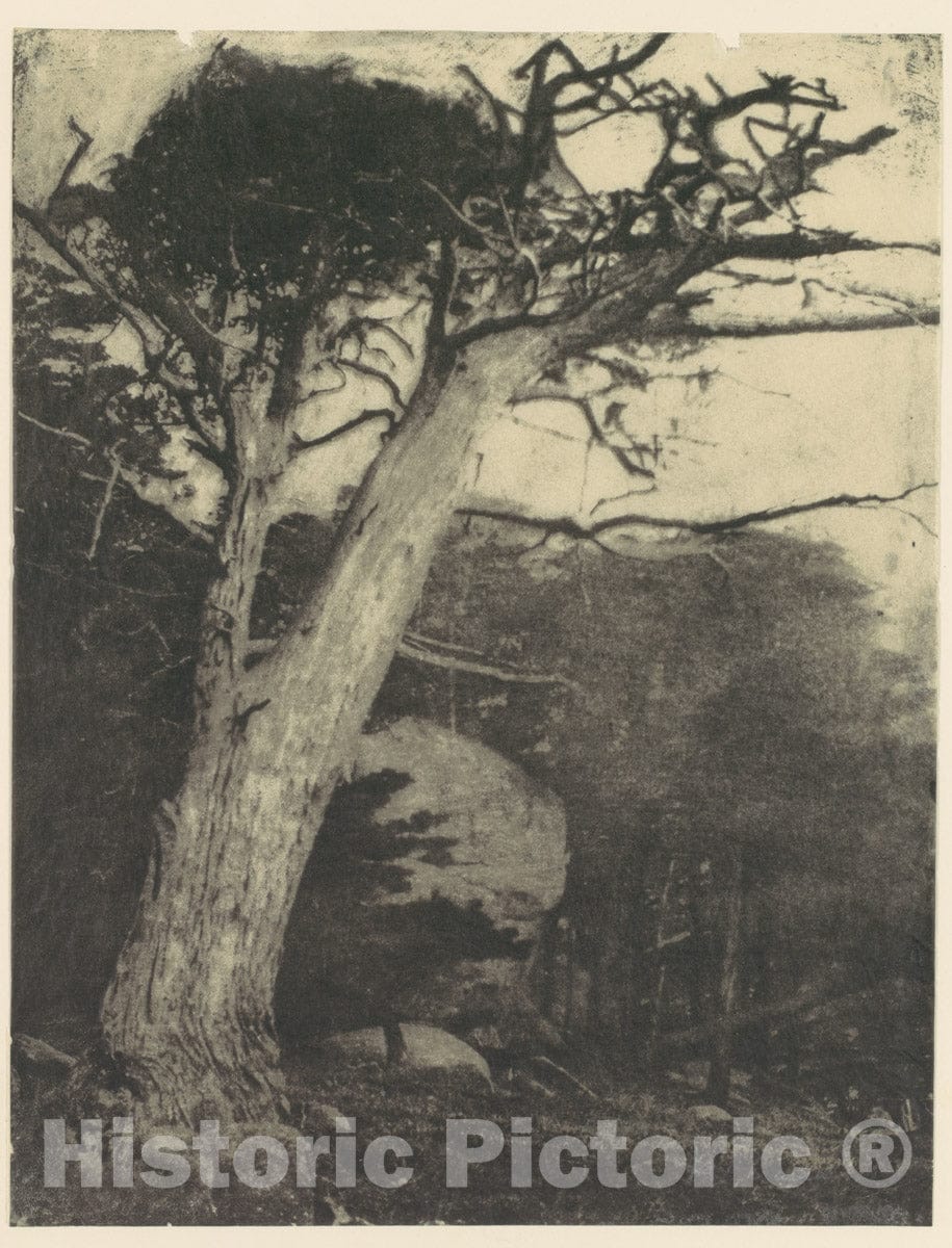 Photo Print : Henry Ravell - Cypress, Pebble Beach, California 2 : Vintage Wall Art