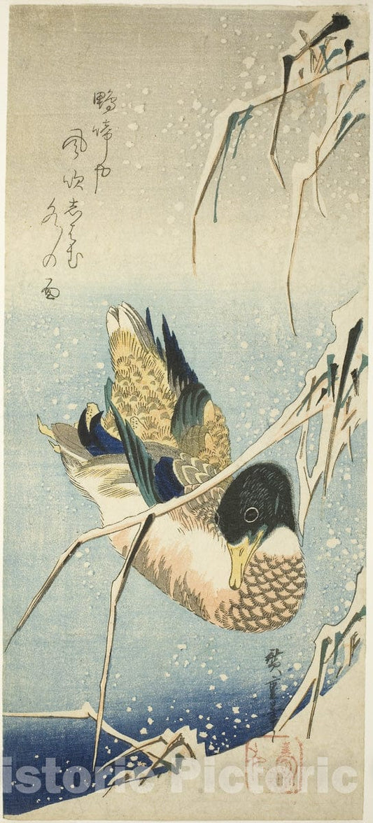 Art Print : A Wild Duck Swimming by a Snow-covered Bank beneath Snow-laden Reeds, Utagawa Hiroshige, c 1830, Vintage Wall Decor :