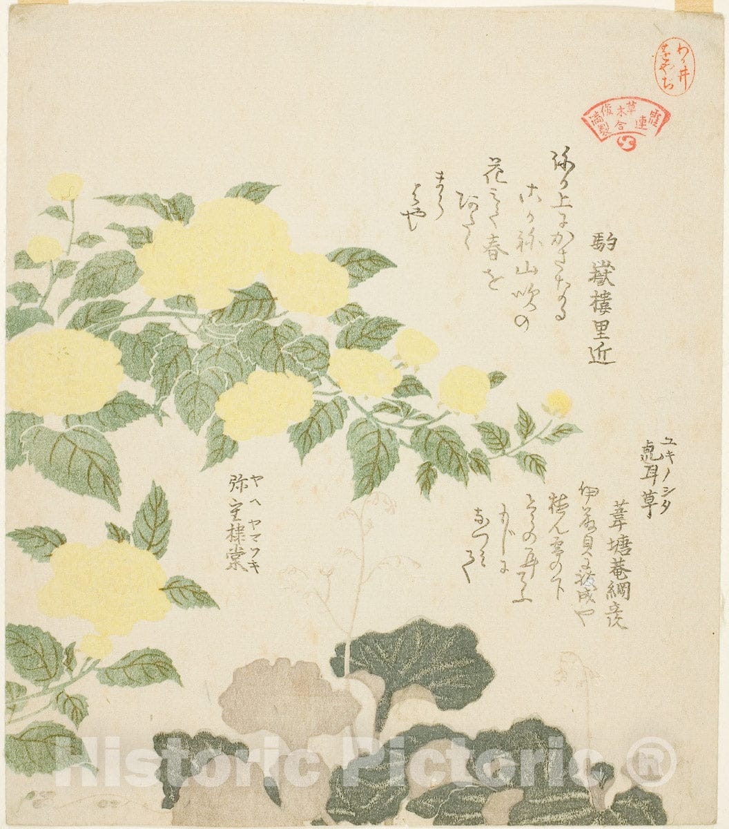 Art Print : Yellow Roses (Yae yamabuki) and Creeping Saxifrages (Yukinoshita), Kubo Shunman, c 1815, Vintage Wall Decor :