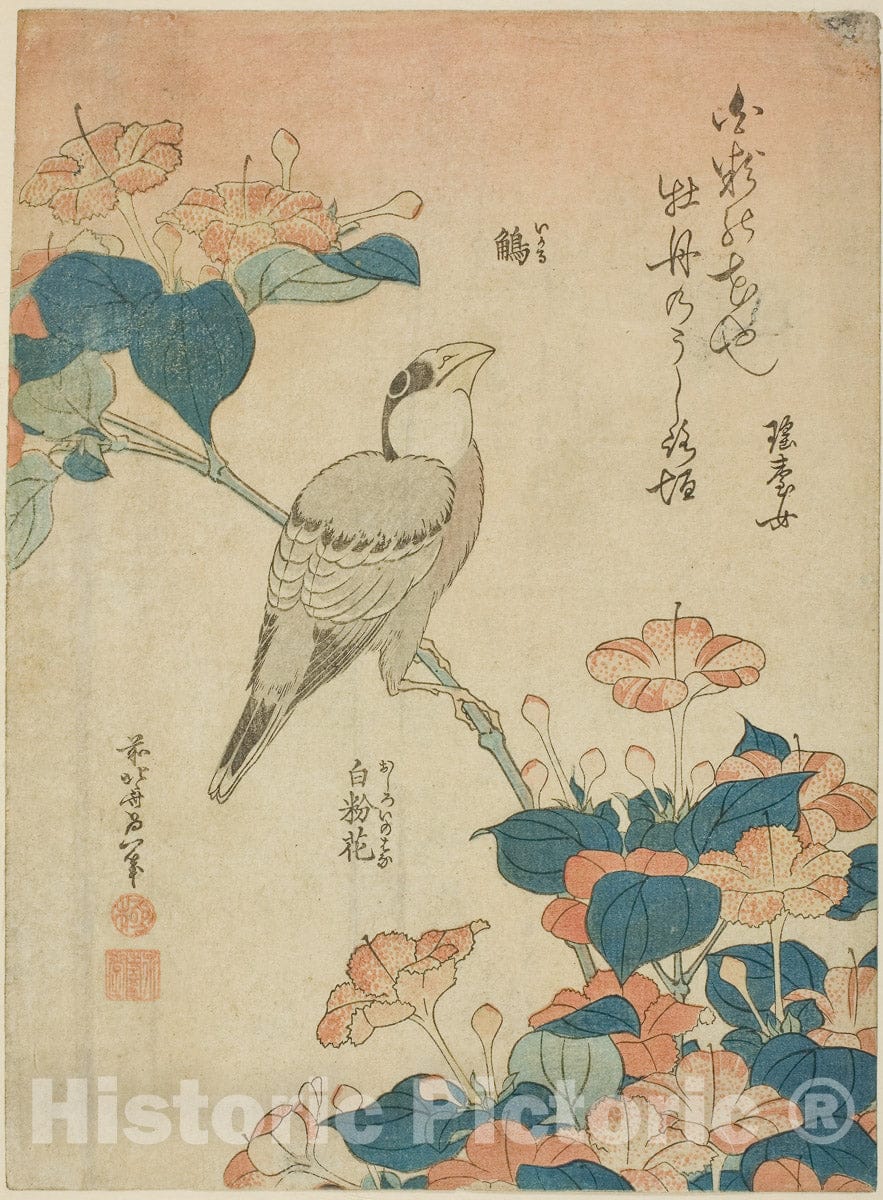 Art Print : Japanese Grosbeak and Marvel of Peru (Ikaru, oshiroi no hana), from an untitled series of flowers and birds, Katsushika Hokusai, c 1761, Vintage Wall Decor :