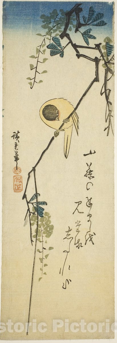 Art Print : Bird on silky wisteria, Utagawa Hiroshige, c 1837, Vintage Wall Decor :