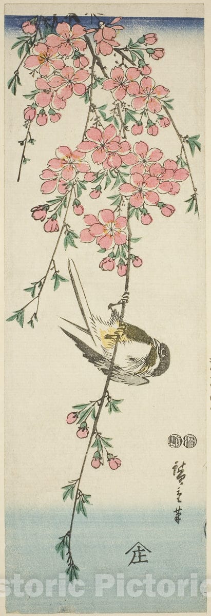 Art Print : Great tit and cherry blossoms, Utagawa Hiroshige, c 1770, Vintage Wall Decor :