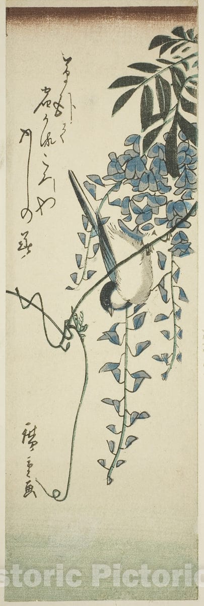 Art Print : Bird and wisteria, Utagawa Hiroshige, c 1764, Vintage Wall Decor :