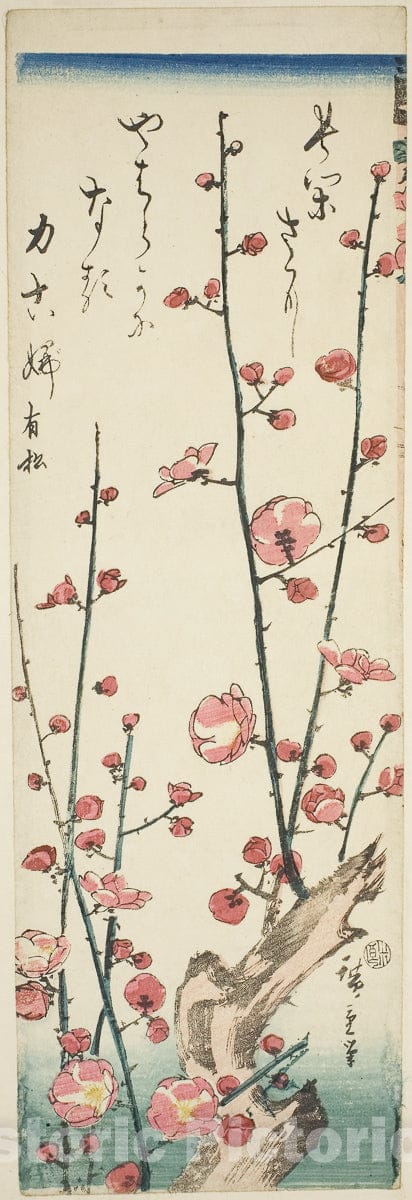 Art Print : Blossoming plum branches, Utagawa Hiroshige, c 1840, Vintage Wall Decor :