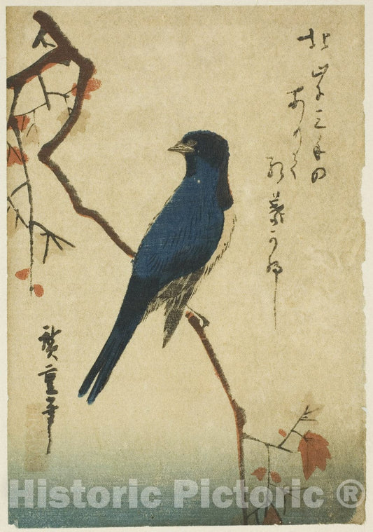 Art Print : Blue bird on maple branch, Utagawa Hiroshige, c1880, Vintage Wall Decor :