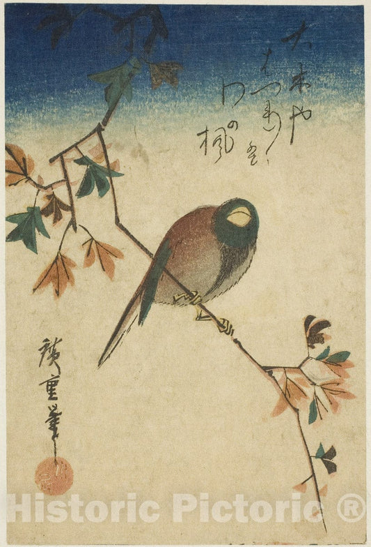 Art Print : Bird on maple branch, Utagawa Hiroshige, c1880, Vintage Wall Decor :