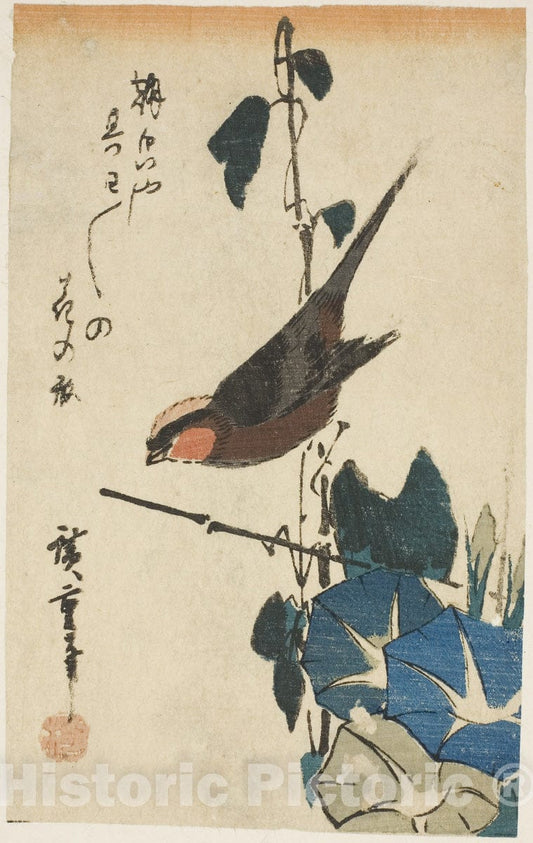 Art Print : Sparrow and morning glories, Utagawa Hiroshige, c 1830, Vintage Wall Decor :