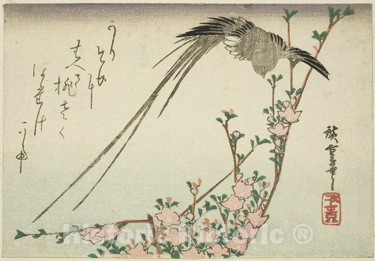 Art Print : Long-tailed bird and peach blossoms, Utagawa Hiroshige, c1880, Vintage Wall Decor :